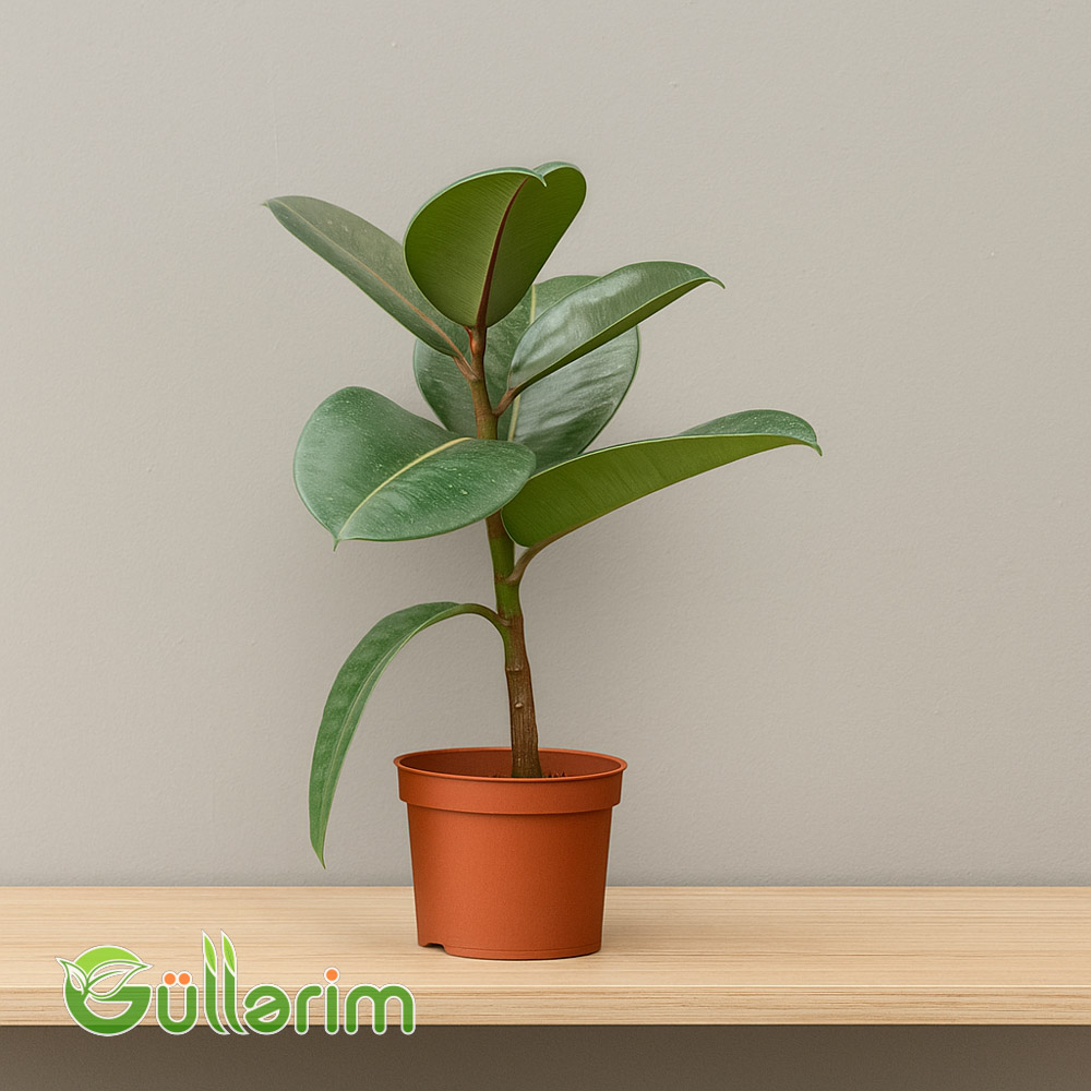 Ficus elastica