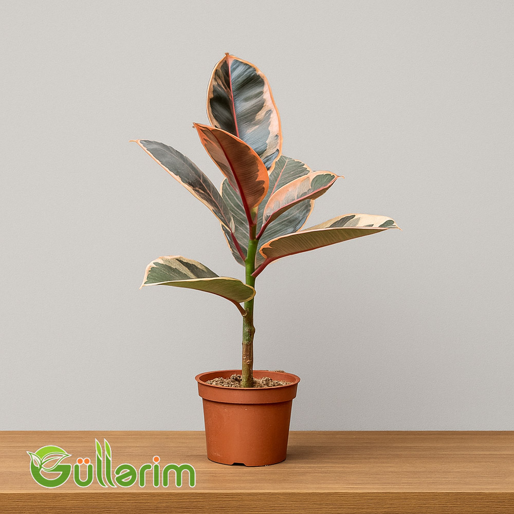 Ficus Elastica (Kauçuk Bitkisi)