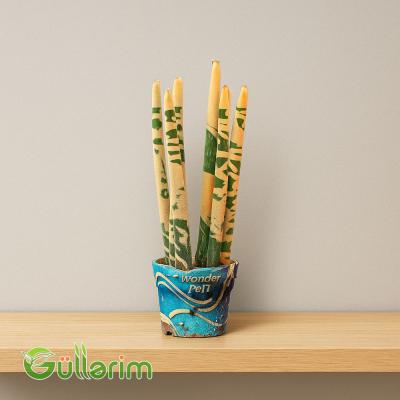 Sansevieria (Qələm Sansiveriya)