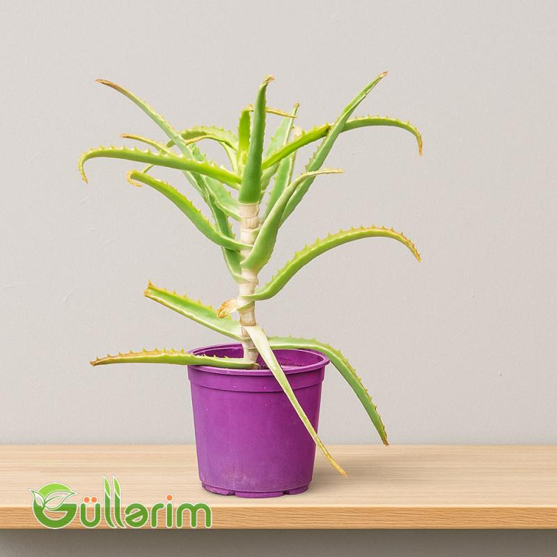 Aloe vera (Əzvay)