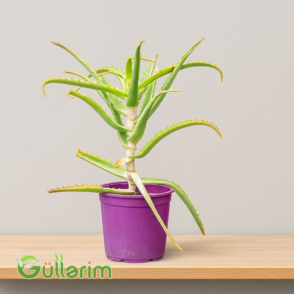 Aloe vera (Əzvay)