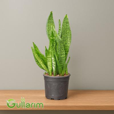 Sansevieria (Sansiveriya)