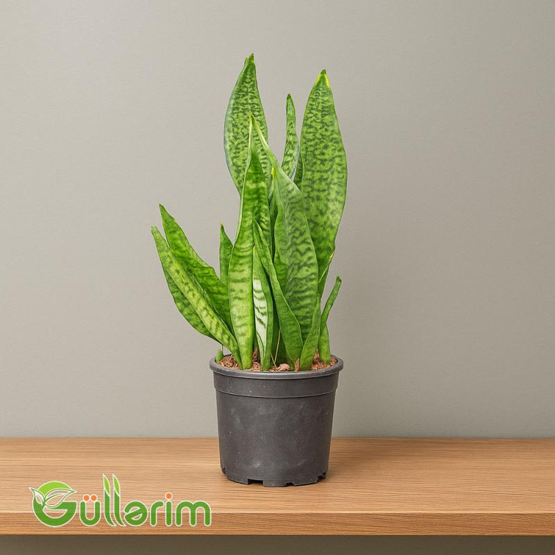 Sansevieria (Sansiveriya)