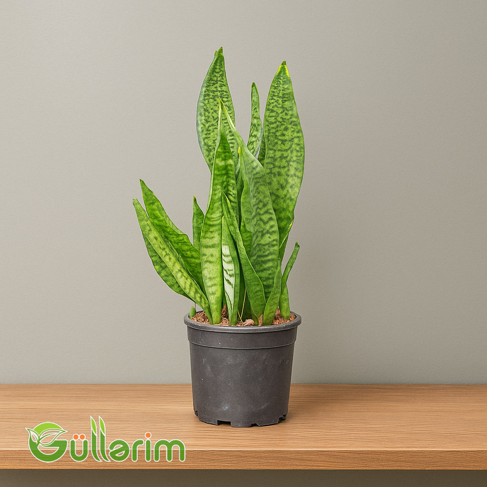 Sansevieria (Sansiveriya)