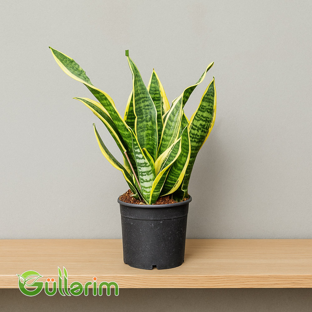 Sansevieria (Sansiveriya)
