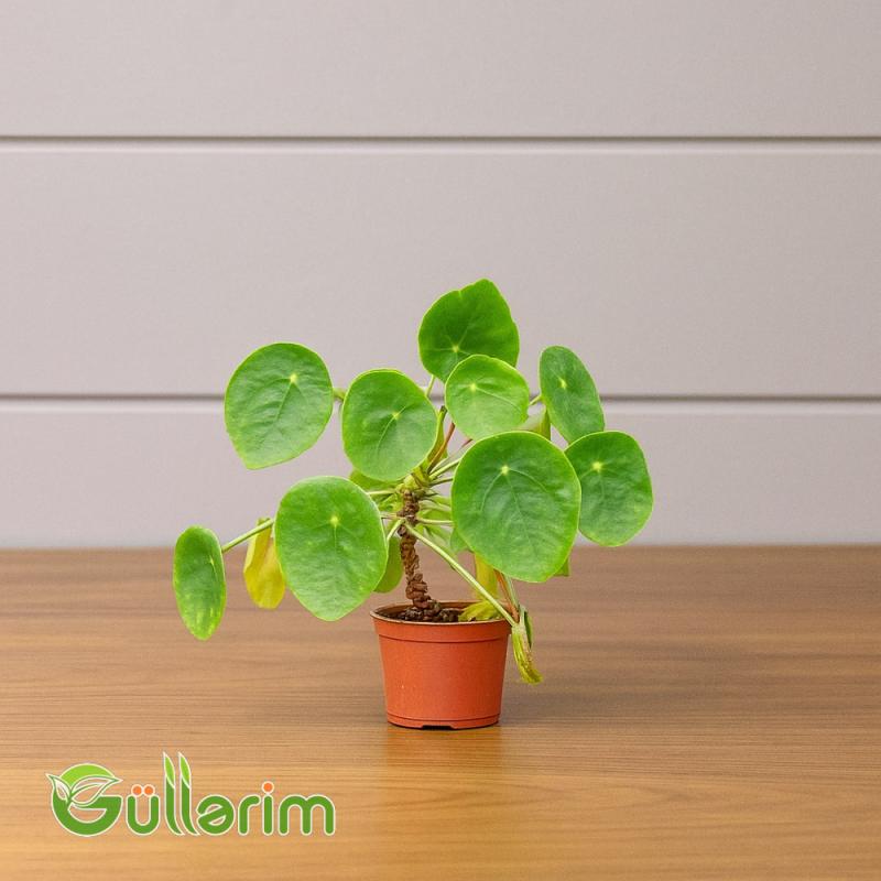 Pilea Peperomioides (Çin pul bitkisi)