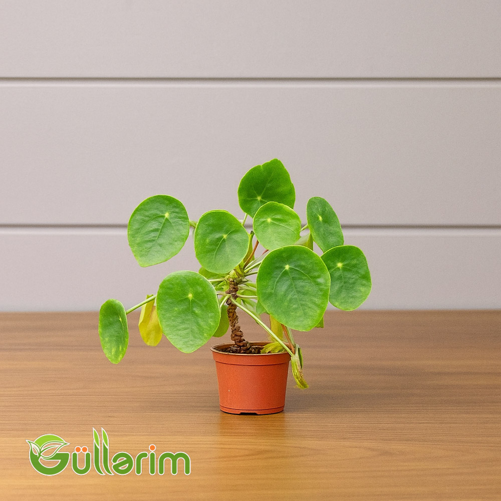 Pilea Peperomioides (Çin pul bitkisi)