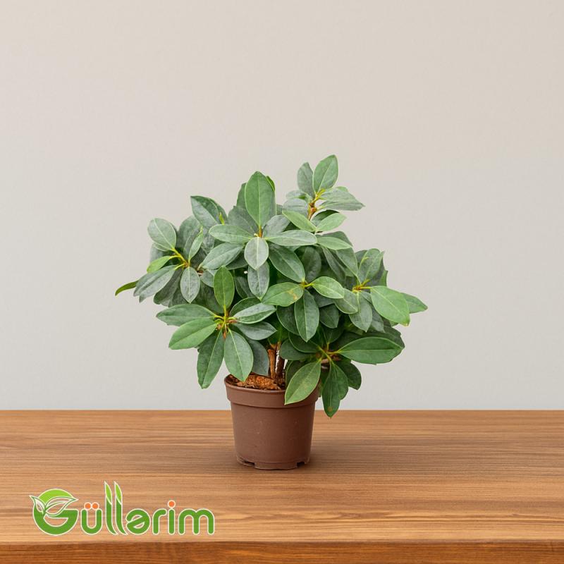 Rhododendron (Rododendron)