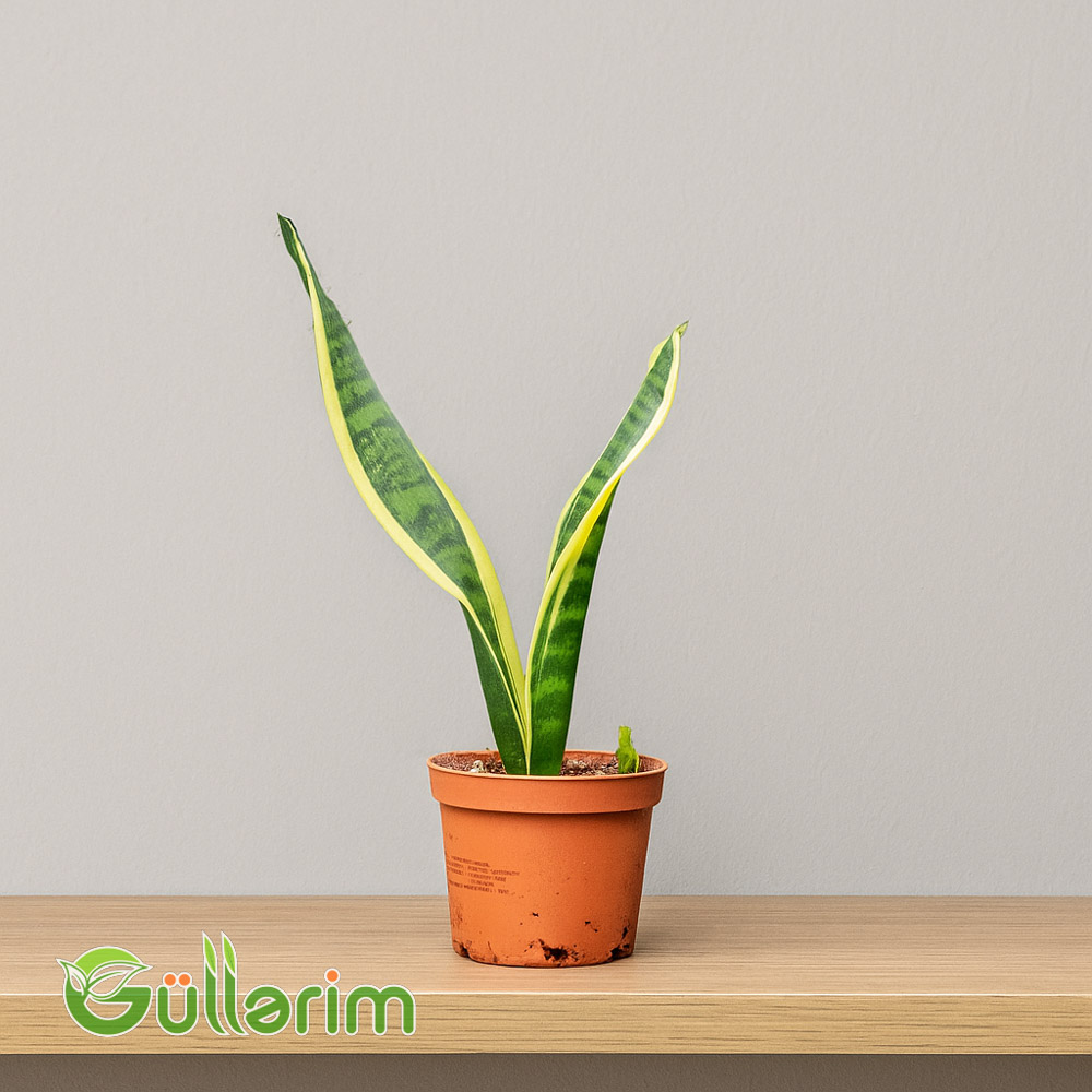 Sansevieria (Sansiveriya)