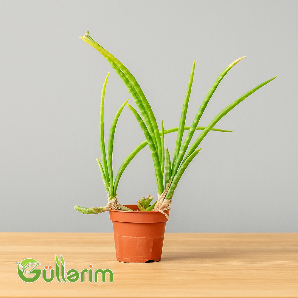 Aloe vera (Əzvay)