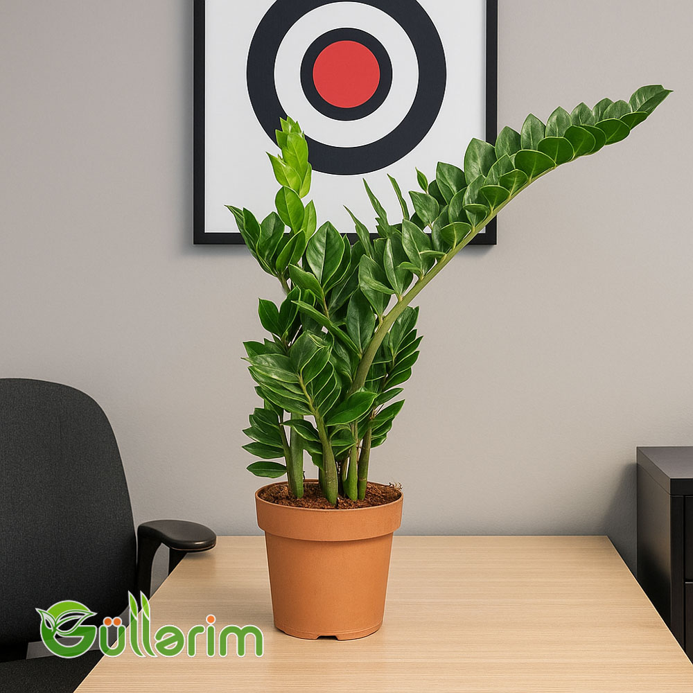 Zamioculcas zamiifolia (Pul Ağacı)