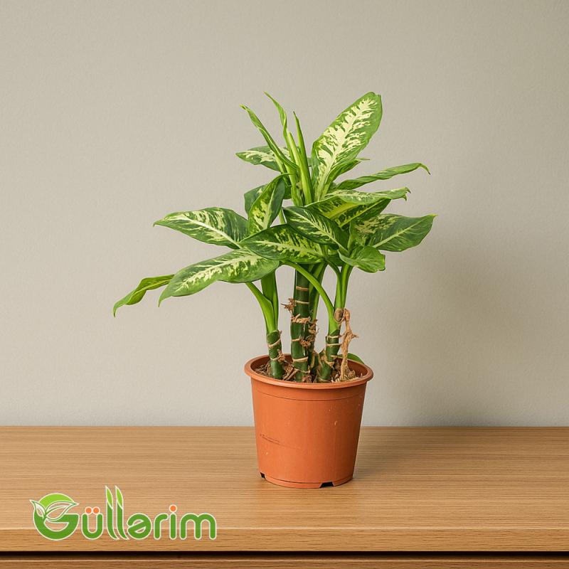 Dieffenbachia (Difenbaxiya)