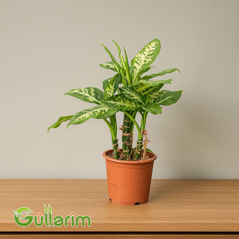 Difənbaxtiya(Dieffenbachia)