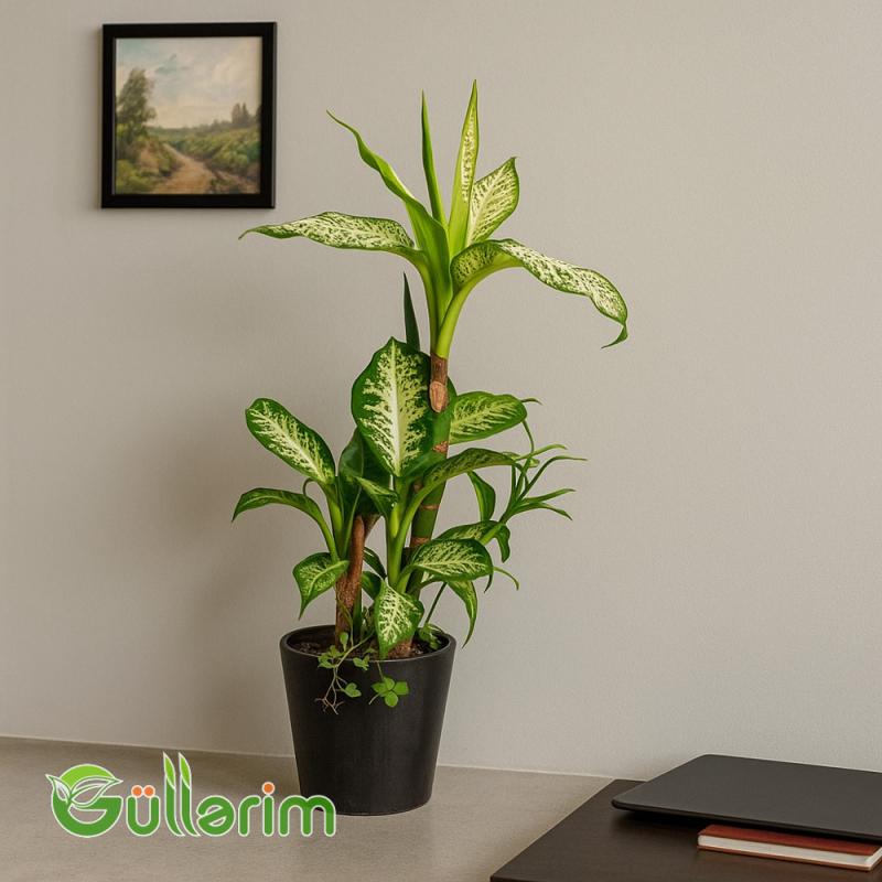 Dieffenbachia (Difenbaxiya)