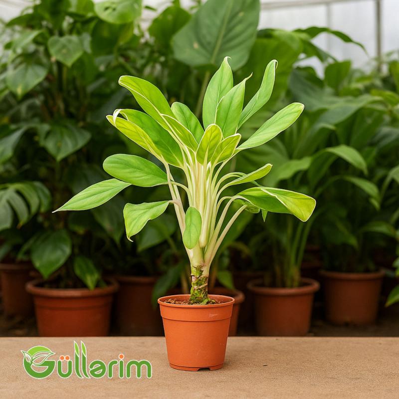 Philodendron (Filodendron Ağ )