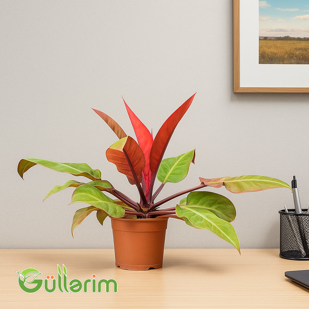 Philodendron Red Congo (Filodendron Qırmızı Kongo)