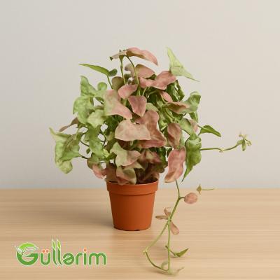 Syngonium podophyllum(Syngonium )