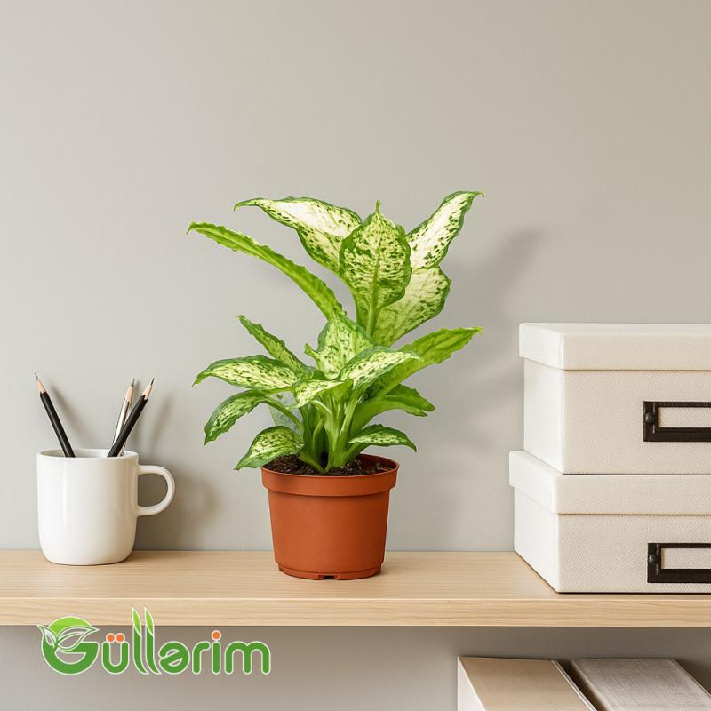 Dieffenbachia (Difenbaxiya)