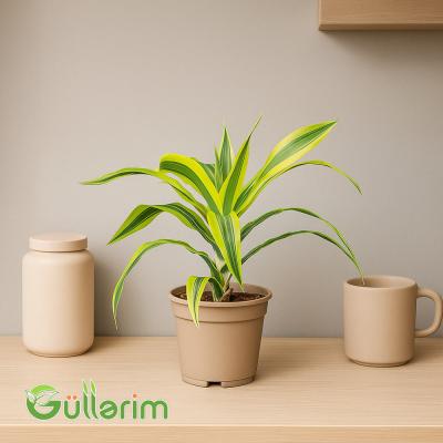 Dracaena Limon Lime