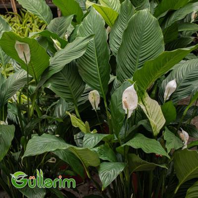 Spathiphyllum ( Spatifilum )