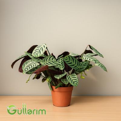 Kalateya - Calathea (Dua bitkisi)