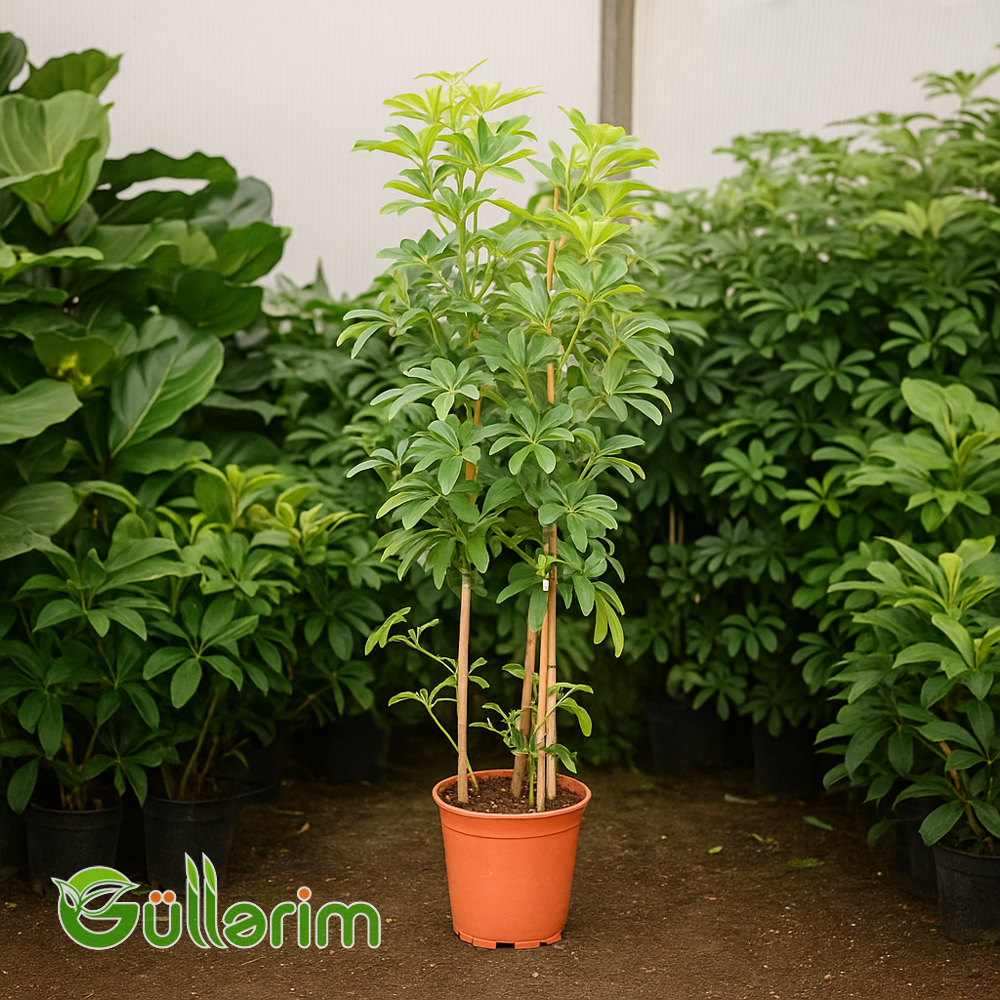 Schefflera arboricola (Cırtdan Şemsiyə Ağacı)