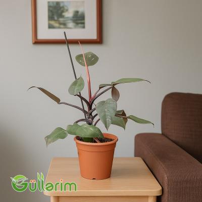Philodendron (Filodendron)