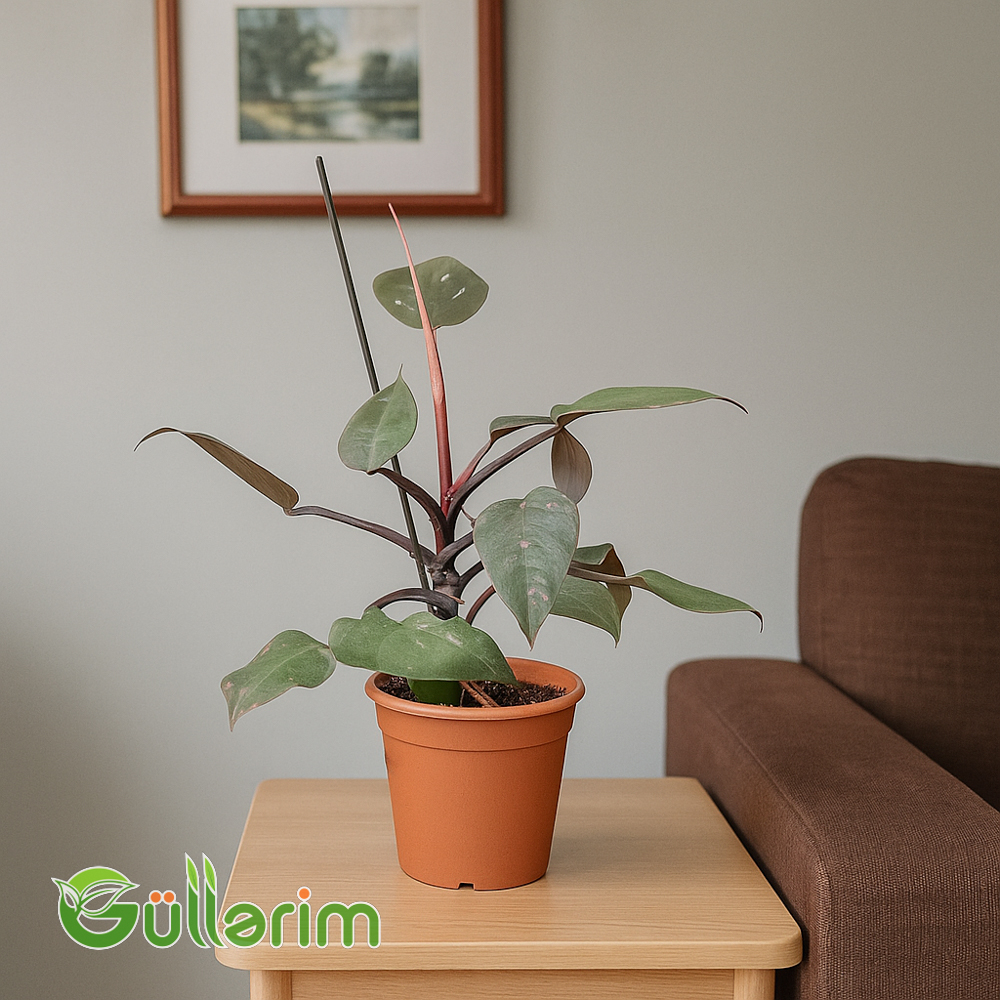 Philodendron Pink Princess (Çəhrayı Şahzadə Filodendronu)
