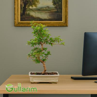 Ficus Bonsai (Fikus Bonsayi)