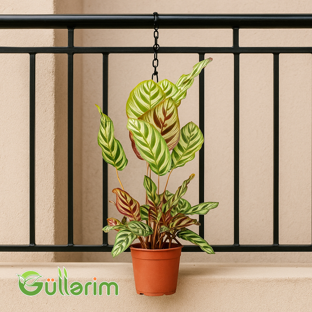 Calathea Makoyana