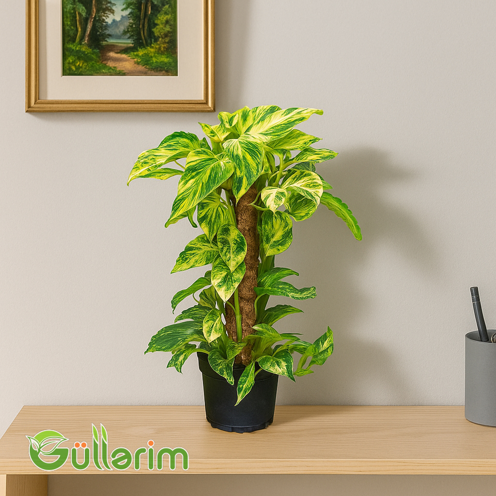 Epipremnum Aureum (Epipremiya)