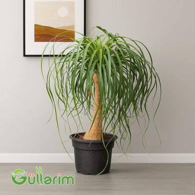 Beaucarnea recurvata (Ponytail Palması)