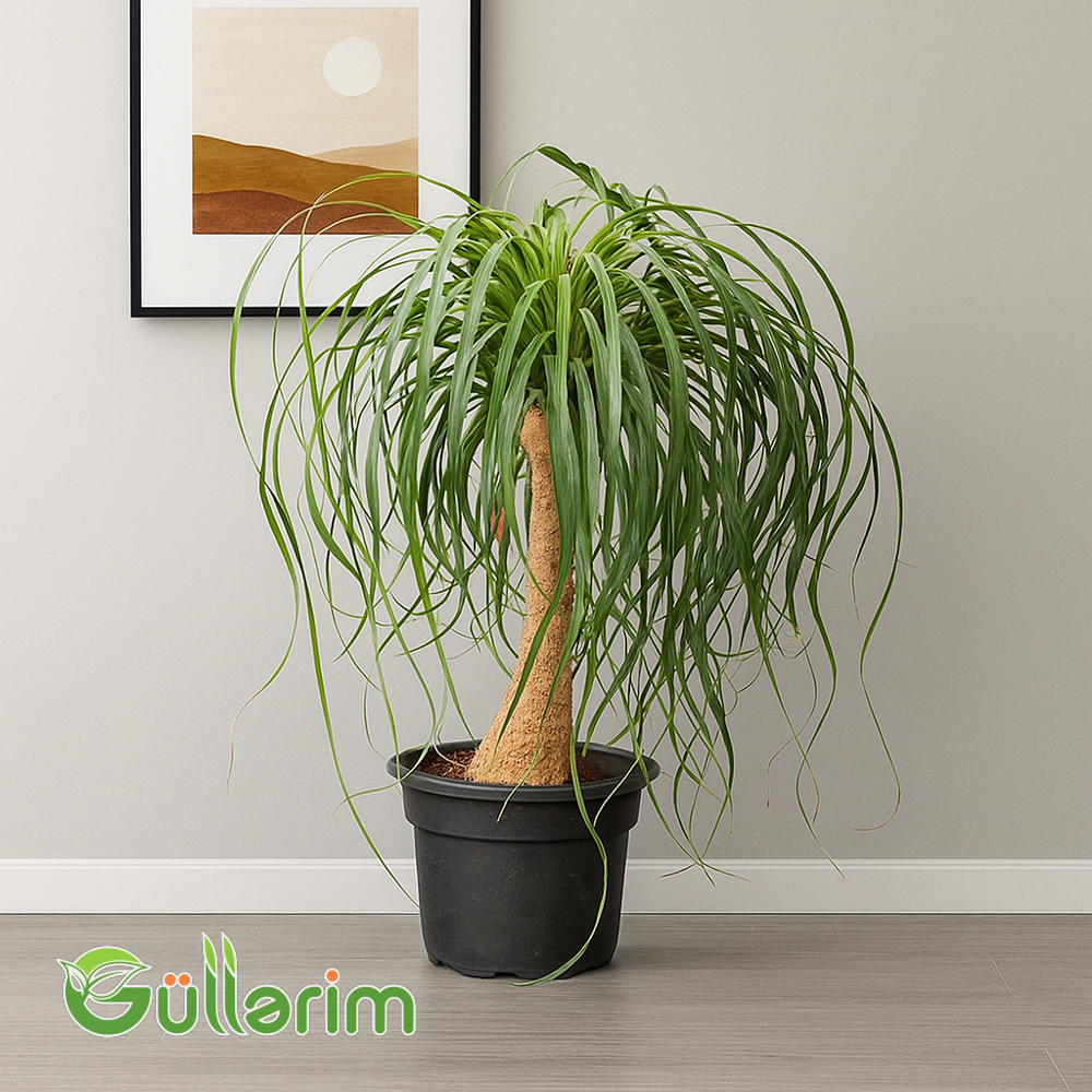 Beaucarnea recurvata (Ponytail Palması)