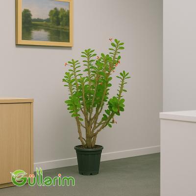 Euphorbia milii (Tikanlı Euphorbia)