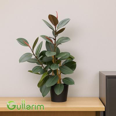 Ficus Elastica (Fikus elastika)