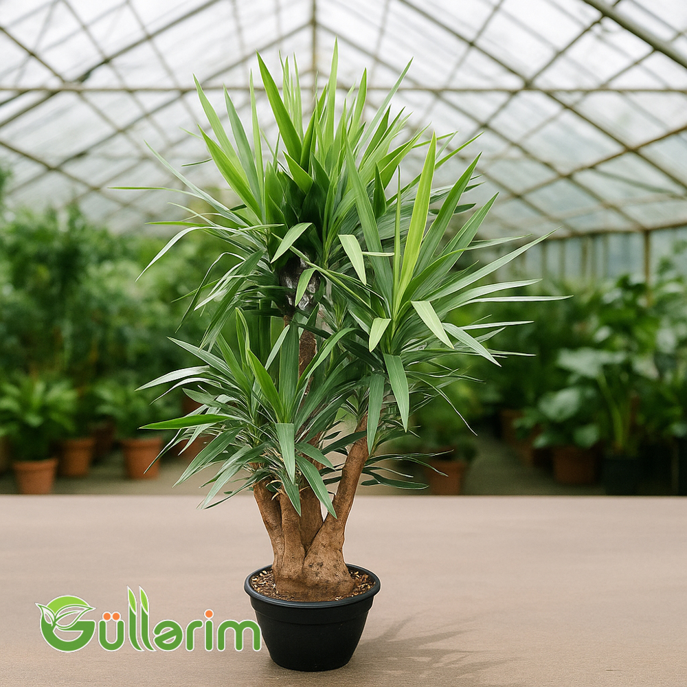 Yucca