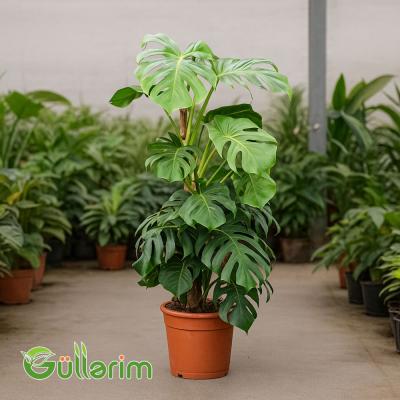 Monstera Deliciosa (Monstera)