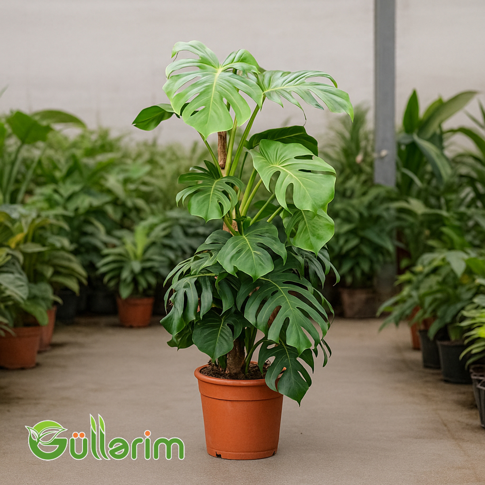 Monstera deliciosa