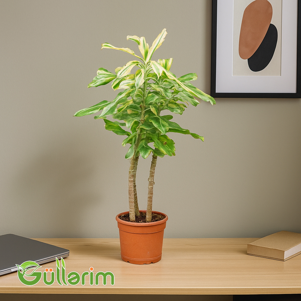 Dracaena fragrans (Ətirli Drasena)
