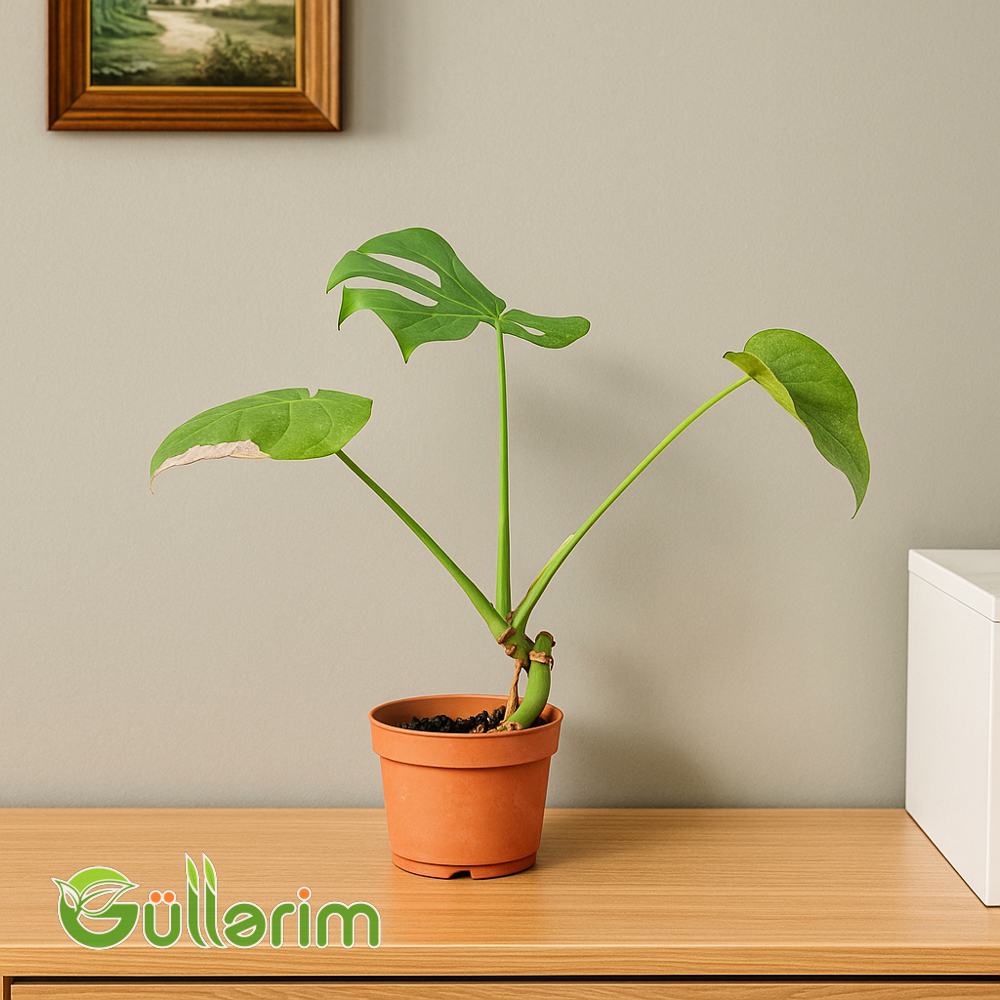 Monstera Deliciosa (Swiss cheese plant)