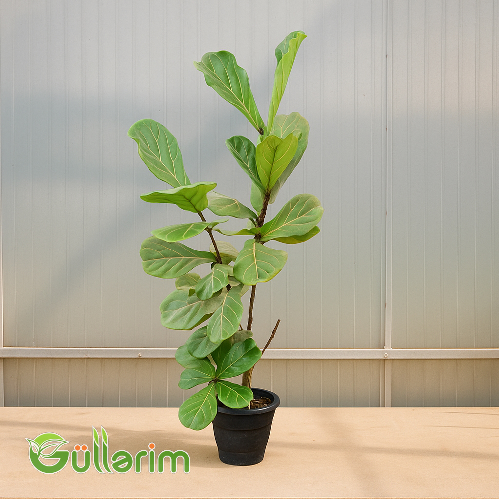 Ficus lyrata