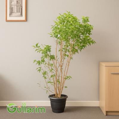 Ficus Benjamina (Fikus Benjamin)