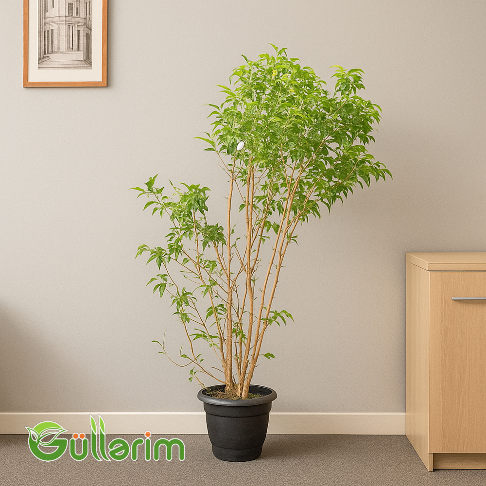 Radermachera sinica (Çin Kuklası Ağacı)