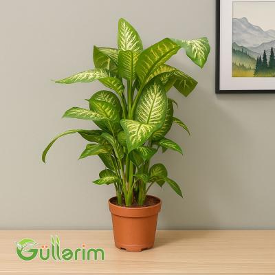 Dieffenbachia (Difenbaxiya)