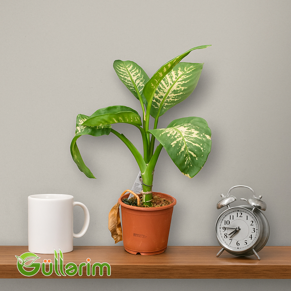 Dieffenbachia (Diffenbaxiya)
