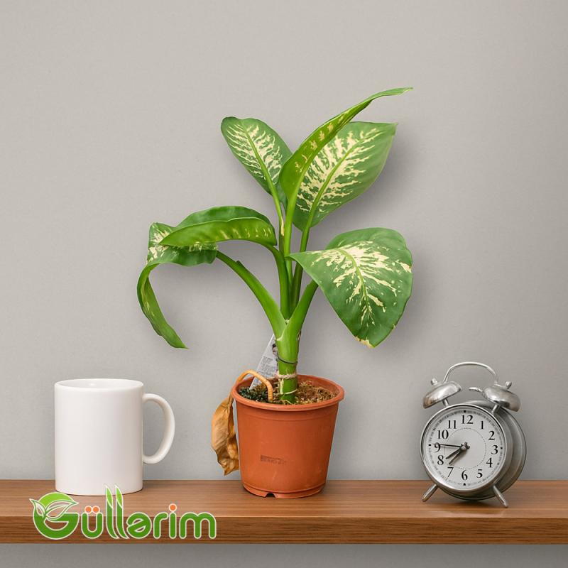 Dieffenbachia (Difenbaxiya)