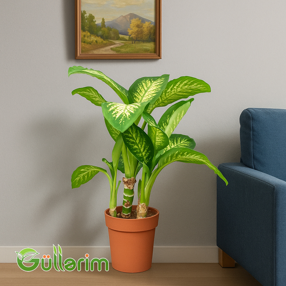 Dieffenbachia (Difenbaxiya)