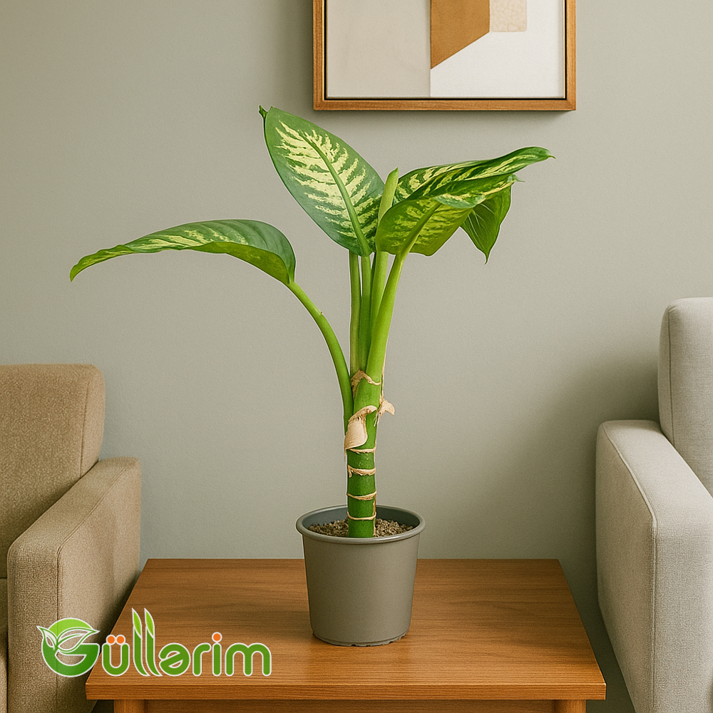 Dieffenbachia (Difenbaxiya)