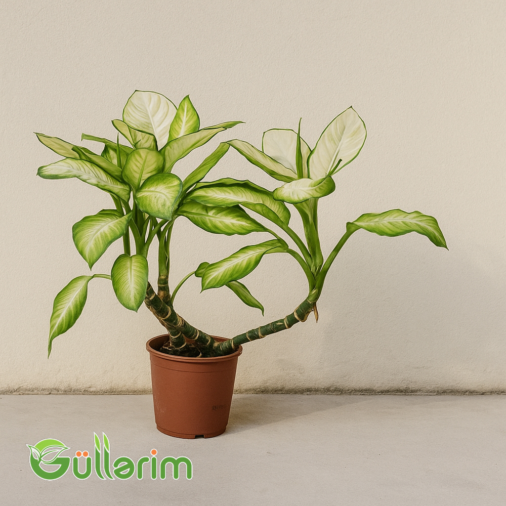 Difenbaxiya (Kamilla) - Dieffenbachia (Camilla)