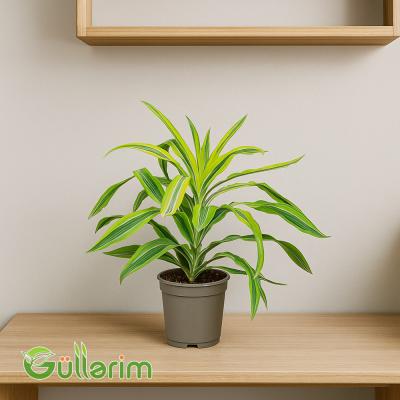 Dracena Fragrans (Drasena Fraqrans)
